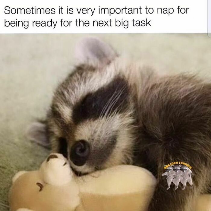 Adorable-Raccoon-Memes