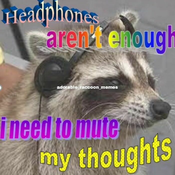 Adorable-Raccoon-Memes