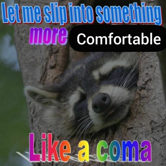 Adorable-Raccoon-Memes