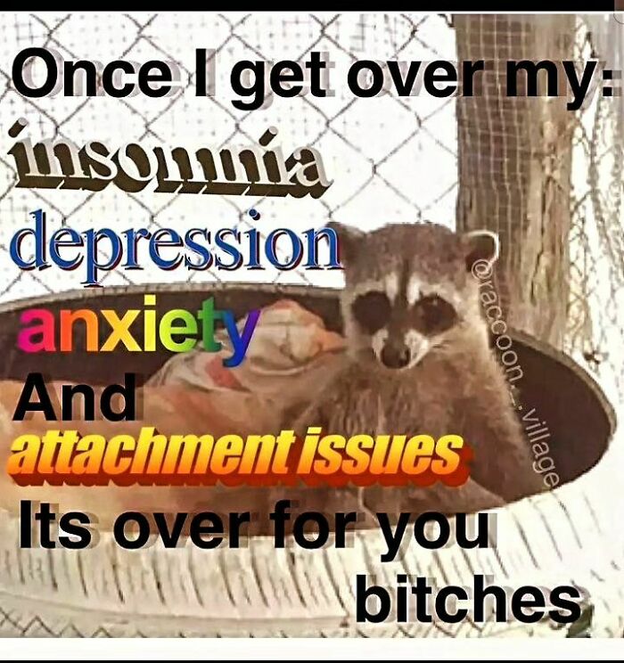 Adorable-Raccoon-Memes