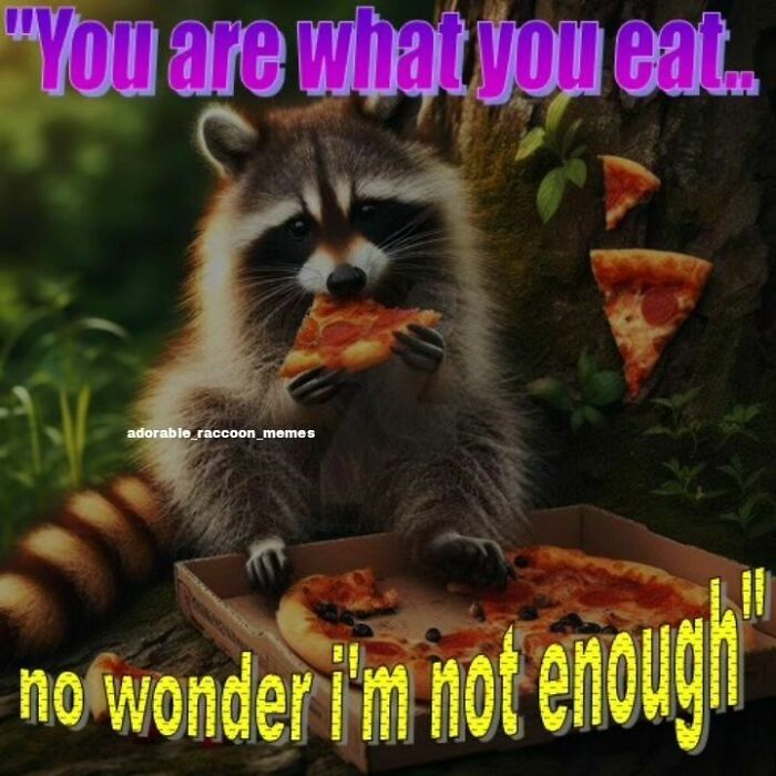 Adorable-Raccoon-Memes