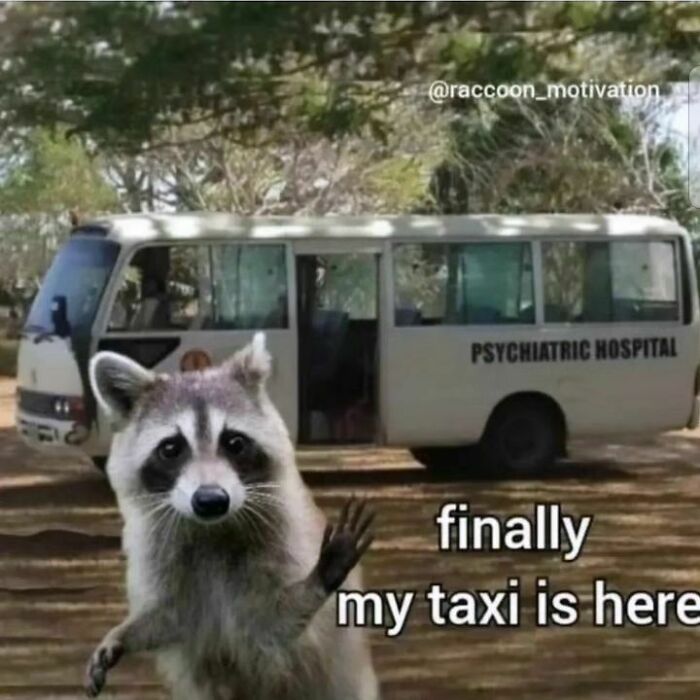 Adorable-Raccoon-Memes