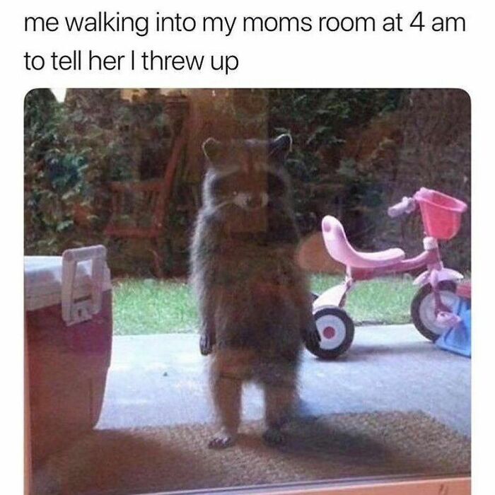 Adorable-Raccoon-Memes