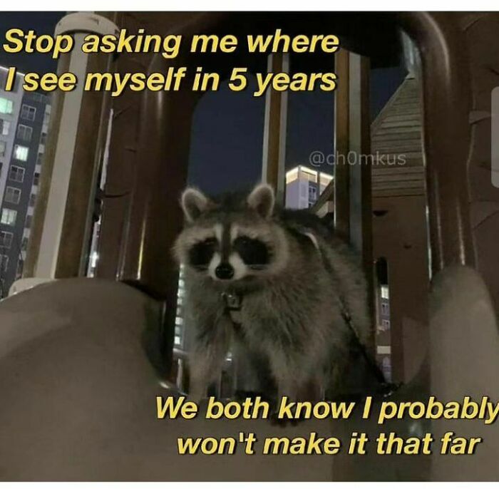 Adorable-Raccoon-Memes