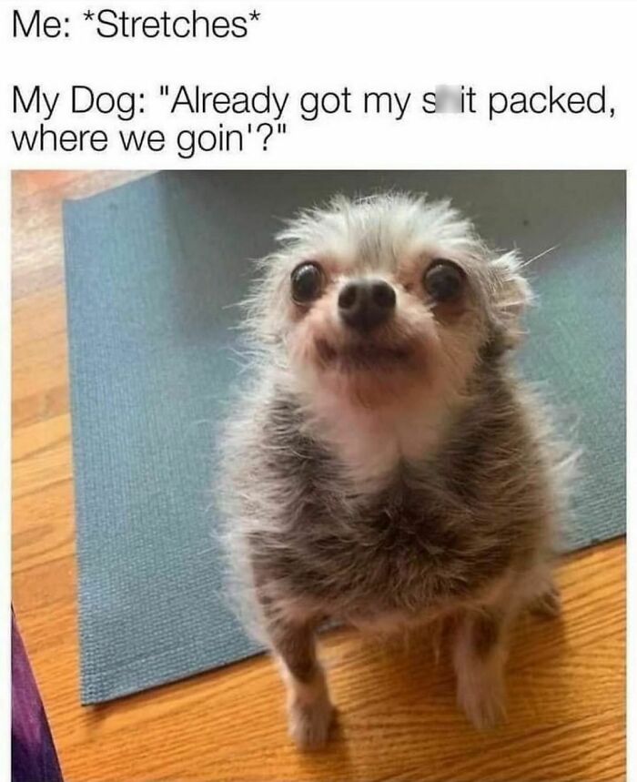 Funny-Dog-Memes-Dogmemesofinsta