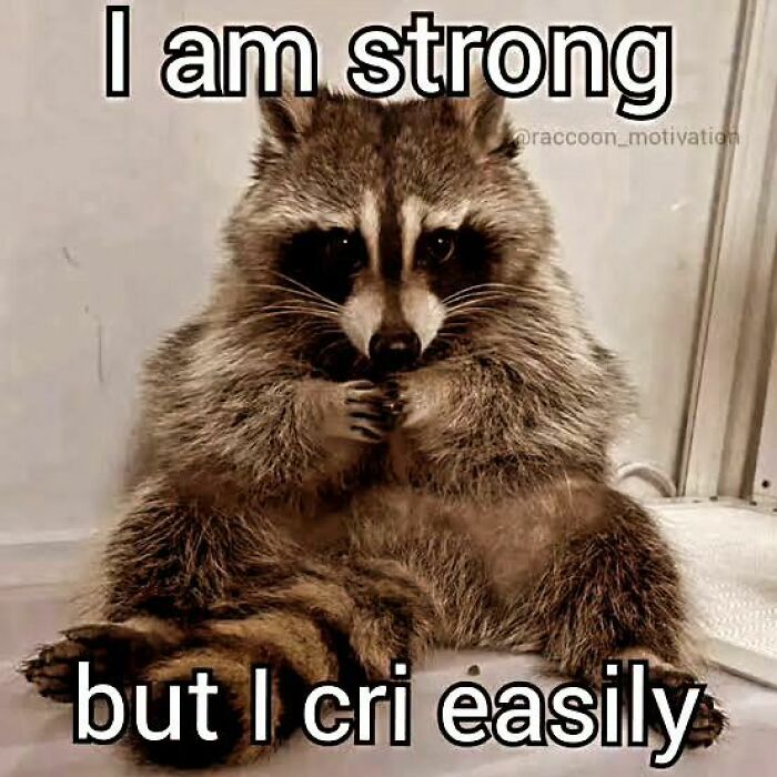 Adorable-Raccoon-Memes