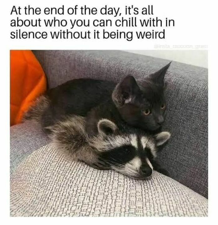 Adorable-Raccoon-Memes