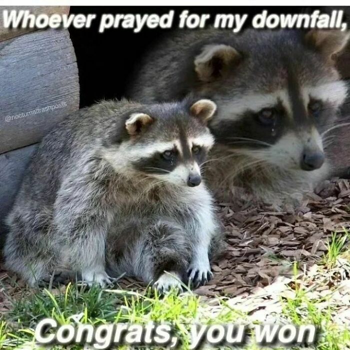 Adorable-Raccoon-Memes