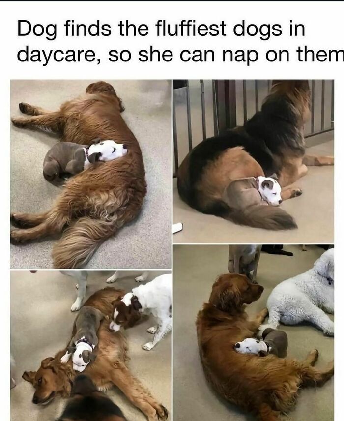 Funny-Dog-Memes-Dogmemesofinsta