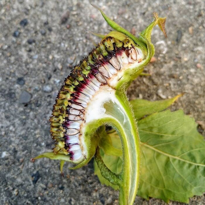 The Inside Of A Sunflower. You Can Already See The Seeds