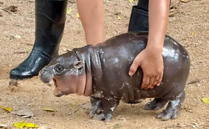 Moo Deng, Viral 2-Month-Old Baby Hippo, Disrupted By “Cruel” Behavior From Zoo Visitors