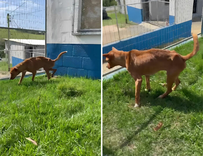 This Loyal Dog Spent 9 Days By The Hospital, Hoping For A Reunion With His Owner