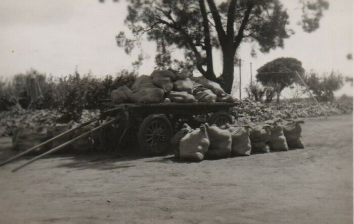 Carting Fruit