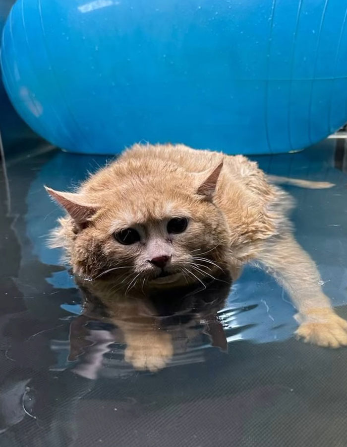 Crumb, The Obese Cat Rescued From A Russian Basement, Tries To Escape Weight-Loss Center