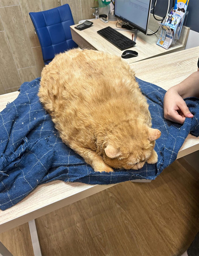 Crumb, The Obese Cat Rescued From A Russian Basement, Tries To Escape Weight-Loss Center