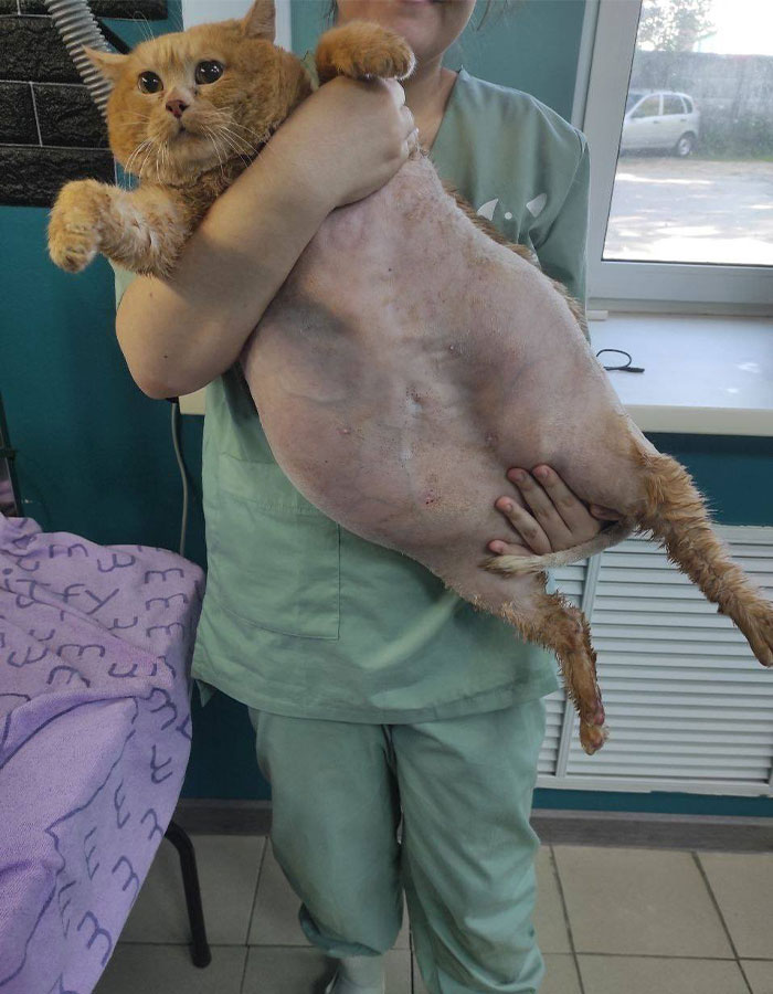 Crumb, The Obese Cat Rescued From A Russian Basement, Tries To Escape Weight-Loss Center