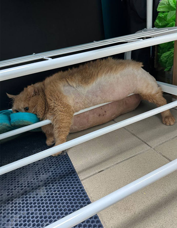 Crumb, The Obese Cat Rescued From A Russian Basement, Tries To Escape Weight-Loss Center