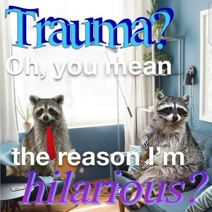 Adorable-Raccoon-Memes