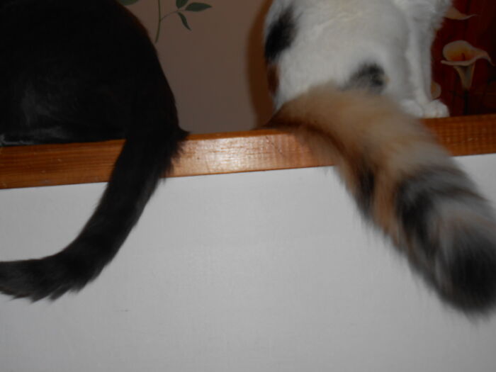 Tail Comparison Of My Cats - British Blue vs. Turkish Van