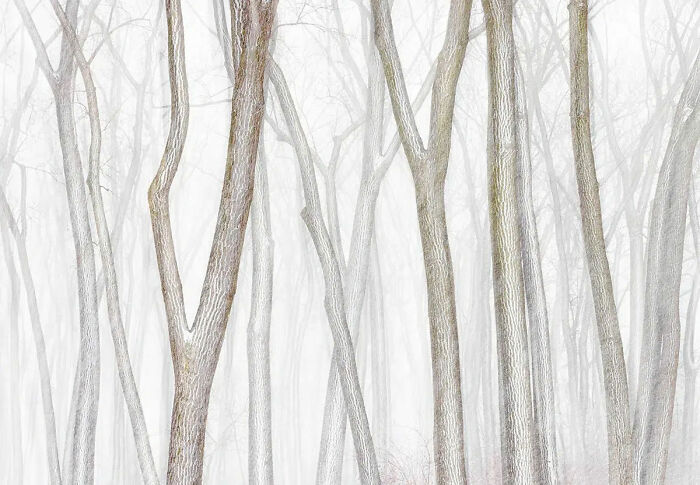 Landscape, 2nd Place Winner: Winter Cottonwoods By Andrew Mielzynski