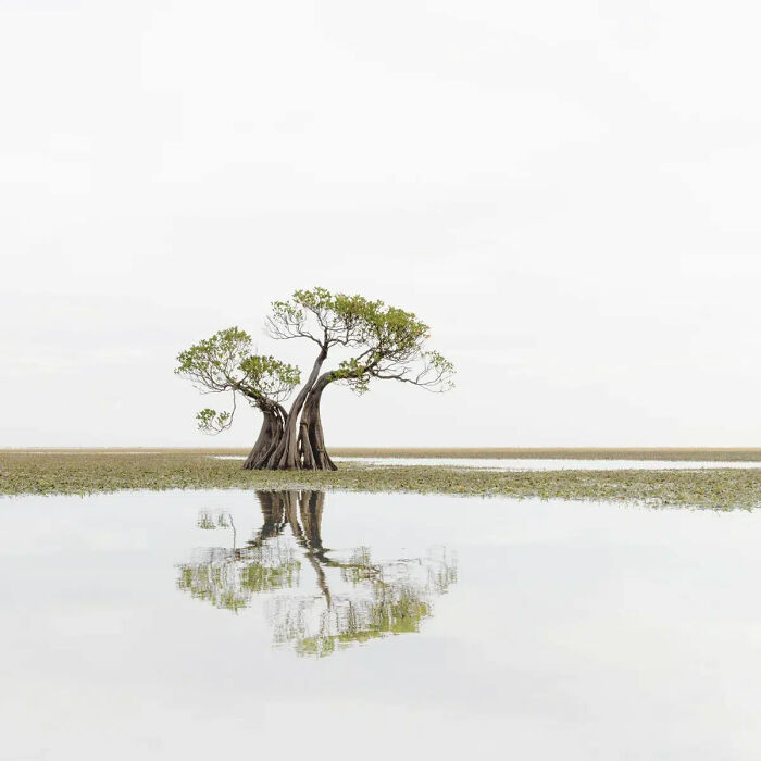 Fine-Art, 3rd Place Winner: Dancing Trees By Marleen Van Hove