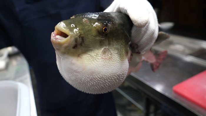  10-Year-Old Becomes Youngest To Pass Fugu Certification Test Amidst High Failure Rate