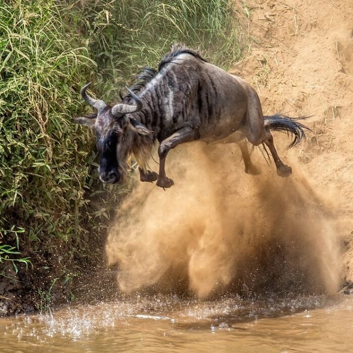 From Dreams To Wilderness: Andrey Gudkov's Journey As A Wildlife Photographer