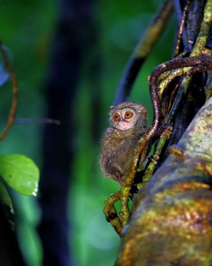 From Dreams To Wilderness: Andrey Gudkov's Journey As A Wildlife Photographer