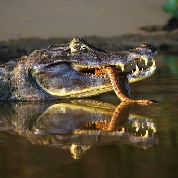 From Dreams To Wilderness: Andrey Gudkov's Journey As A Wildlife Photographer