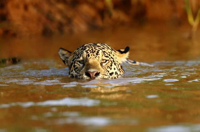 From Dreams To Wilderness: Andrey Gudkov's Journey As A Wildlife Photographer