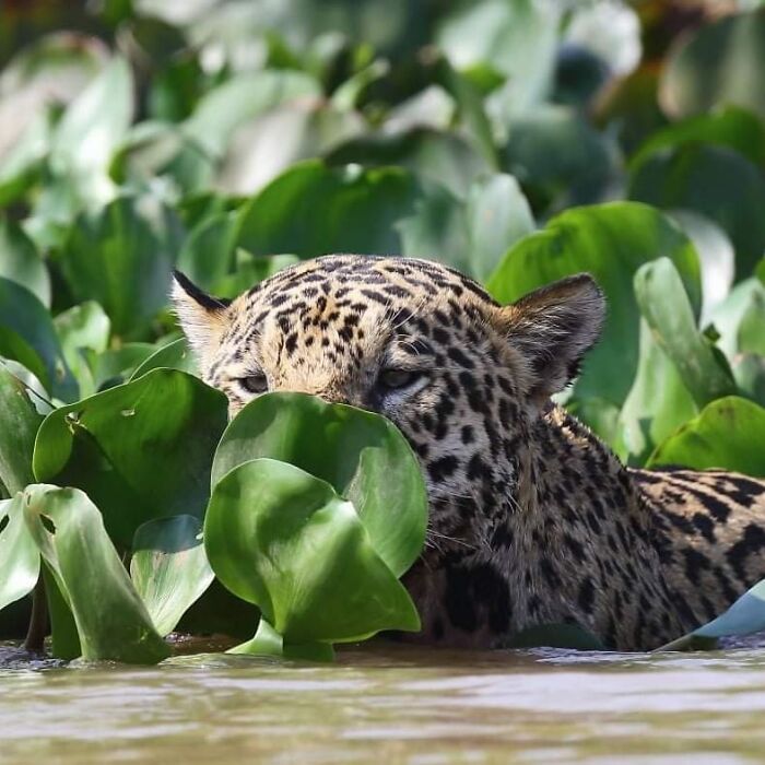 From Dreams To Wilderness: Andrey Gudkov's Journey As A Wildlife Photographer