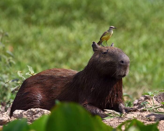 From Dreams To Wilderness: Andrey Gudkov's Journey As A Wildlife Photographer