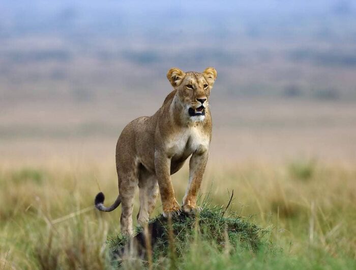 From Dreams To Wilderness: Andrey Gudkov's Journey As A Wildlife Photographer