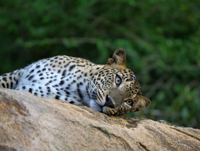 From Dreams To Wilderness: Andrey Gudkov's Journey As A Wildlife Photographer