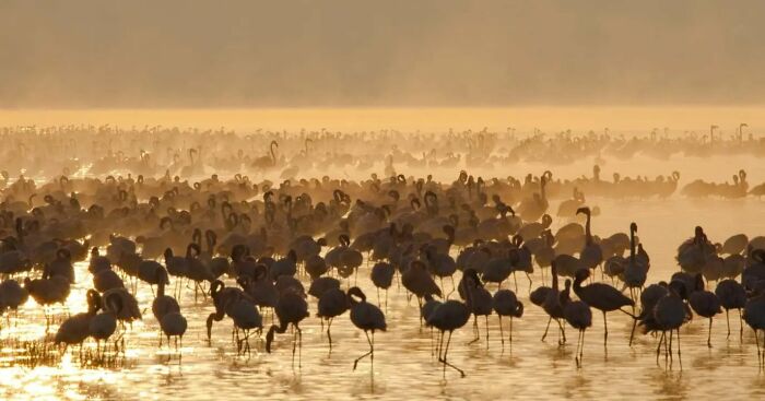 From Dreams To Wilderness: Andrey Gudkov's Journey As A Wildlife Photographer