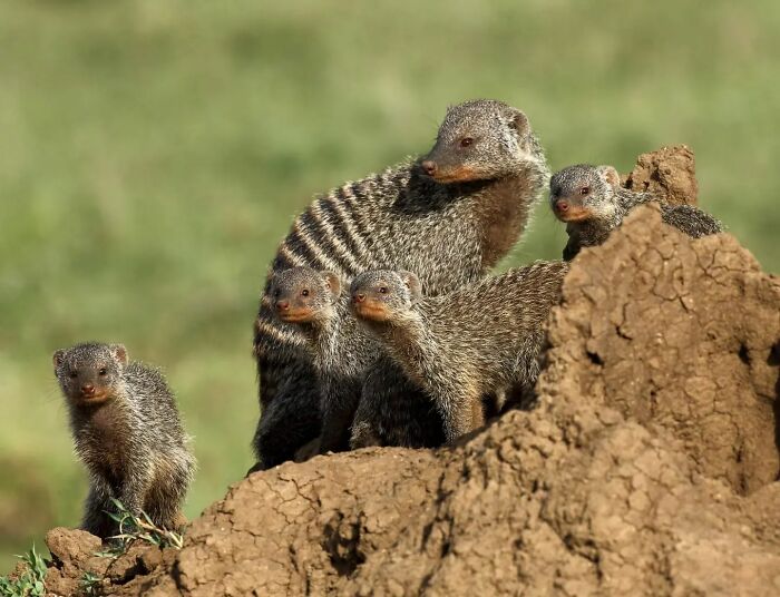 From Dreams To Wilderness: Andrey Gudkov's Journey As A Wildlife Photographer