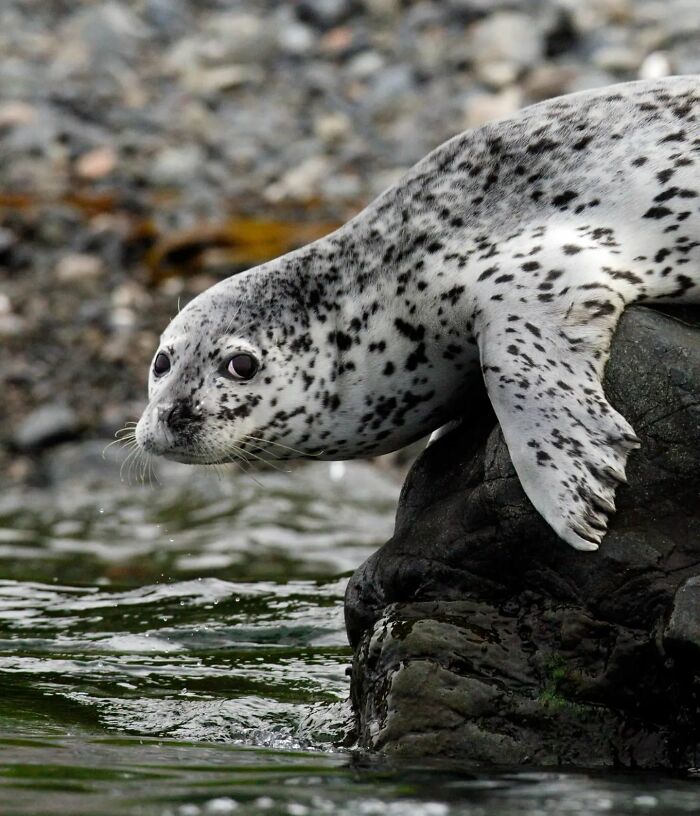 From Dreams To Wilderness: Andrey Gudkov's Journey As A Wildlife Photographer