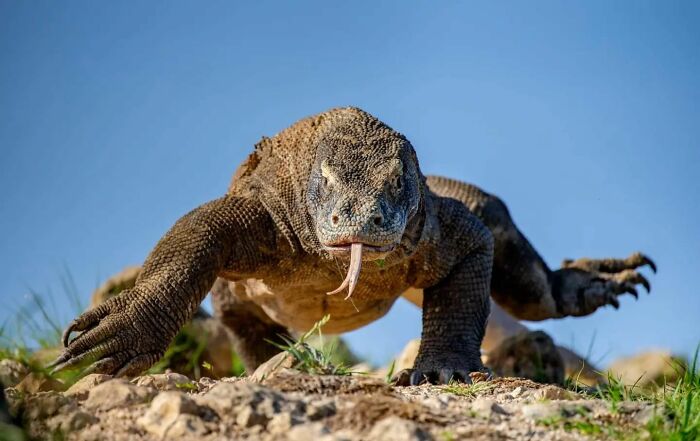 From Dreams To Wilderness: Andrey Gudkov's Journey As A Wildlife Photographer