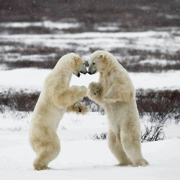 From Dreams To Wilderness: Andrey Gudkov's Journey As A Wildlife Photographer