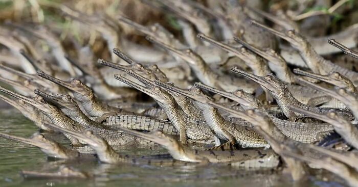 From Dreams To Wilderness: Andrey Gudkov's Journey As A Wildlife Photographer