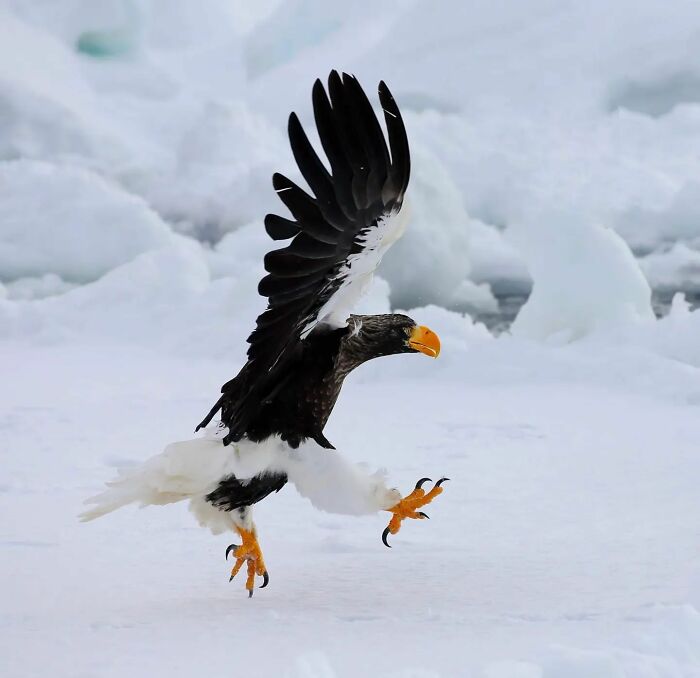 From Dreams To Wilderness: Andrey Gudkov's Journey As A Wildlife Photographer