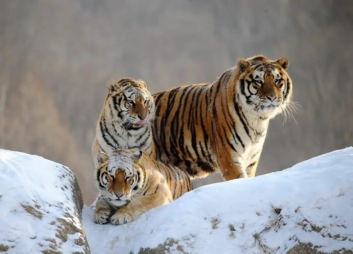 From Dreams To Wilderness: Andrey Gudkov's Journey As A Wildlife Photographer