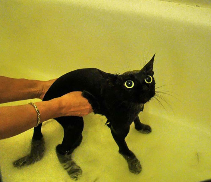 A funny meme image of a wet black cat in a bathtub with wide, startled eyes and an expression of shock and confusion. The cat looks like it's frozen in fear while being held up by a person’s hands in the water. The image could be used to represent a "funny group chat name" involving cats, water, or unexpected situations.