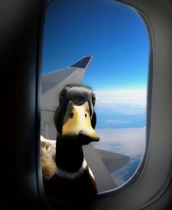 A funny meme image of a duck peering through an airplane window at high altitude, appearing to curiously check out the passengers inside. The duck’s face is up close to the glass, creating a surreal and amusing scenario that would make for a great "funny group chat name" involving ducks, unexpected visitors, or humorous travel moments.