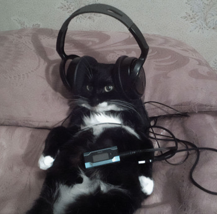 A funny meme image of a black and white cat lying on its back, wearing oversized headphones and looking intensely focused as if it's deeply absorbed in listening to music or a podcast. The cat's serious expression and relaxed pose make it look like a laid-back music enthusiast. This quirky setup could serve as inspiration for a "funny group chat name" related to music, cats, or chill vibes.