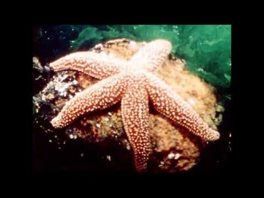 Echinoderms: Sea Stars & Their Relatives (1987)