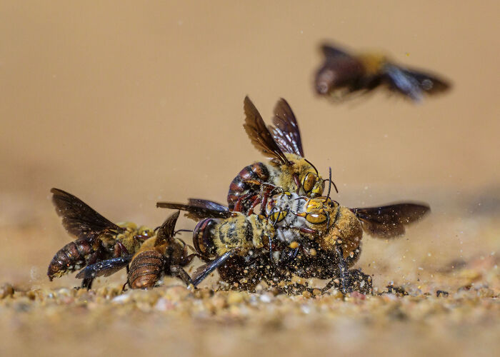 Centre Of Attention By Georgina Steytler