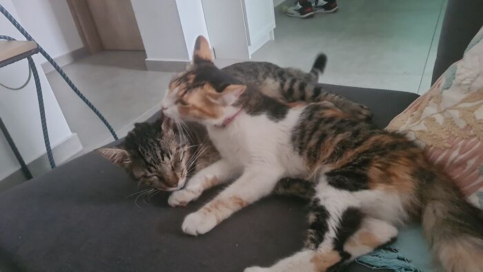 Showing Love! My Little Tiger Brought Home This Little Princess. He Was Brought To Us By Our Other Boy