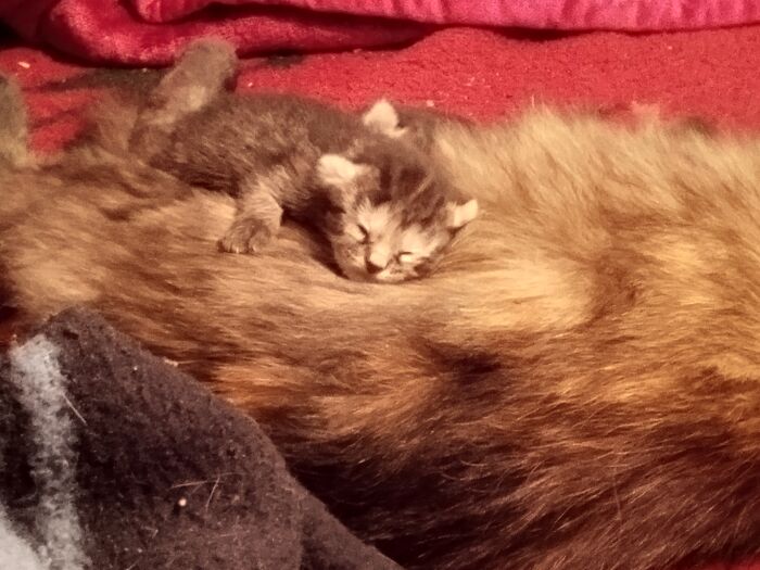 Tortie And One Of Her Kittens. Born On 09/14/2024