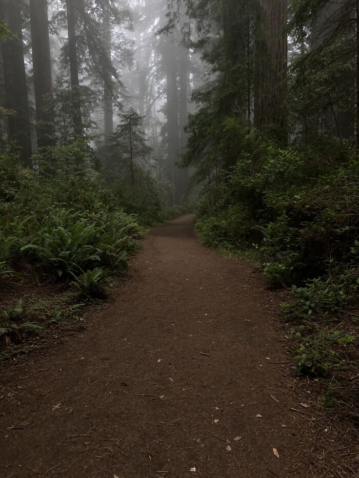 Redwoods California